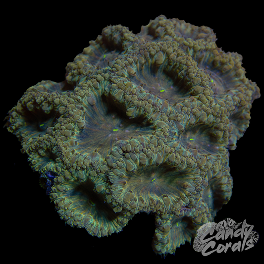 Blastomussa Colony WYSIWYG 32