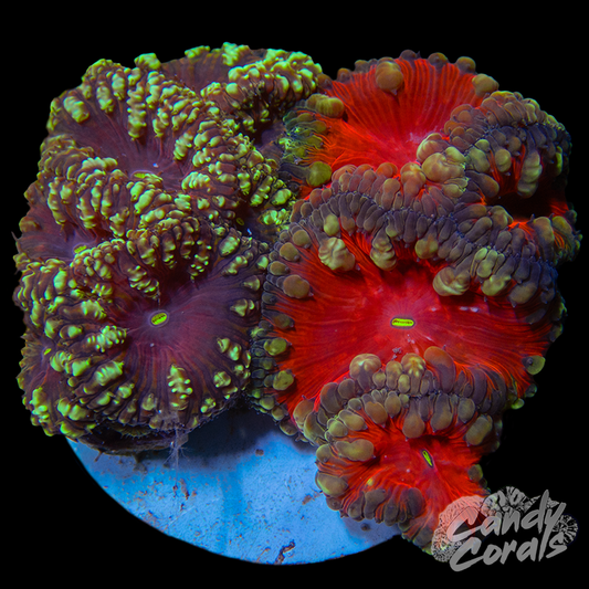 Blastomussa Duo Colony WYSIWYG 4