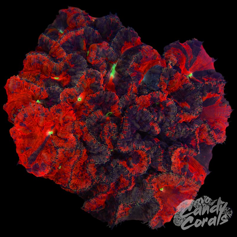 Dead Pool Blastomussa Colony WYSIWYG 46