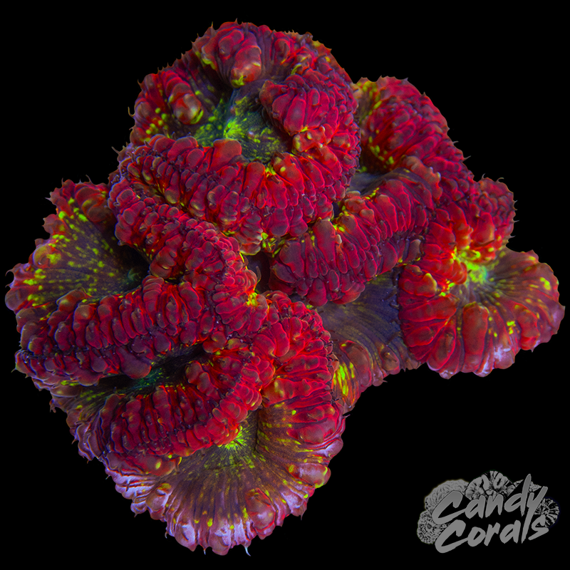 Blastomussa Colony WYSIWYG 5