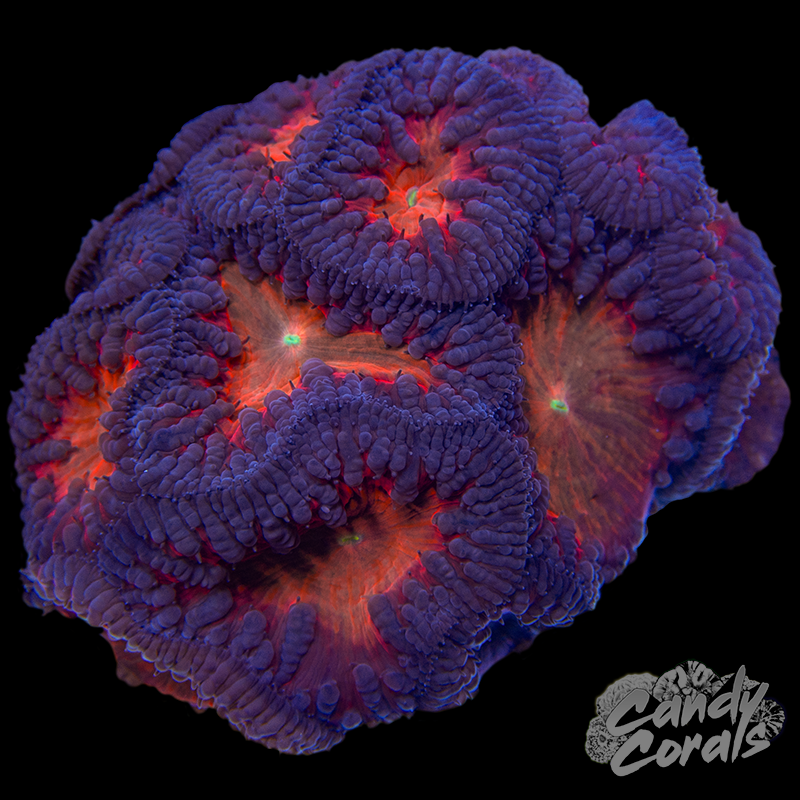 Ultra Blastomussa Colony WYSIWYG 6