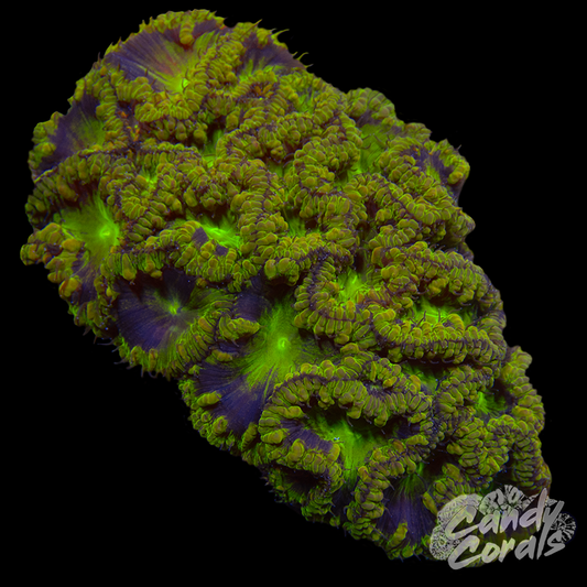 Blastomussa Colony WYSIWYG 35