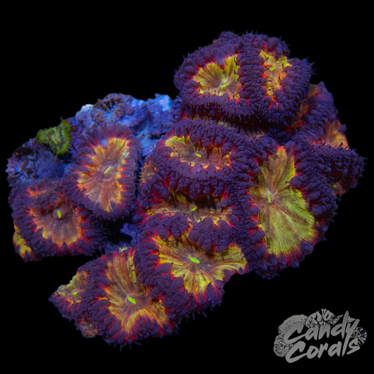 Blastomussa Colony WYSIWYG 36