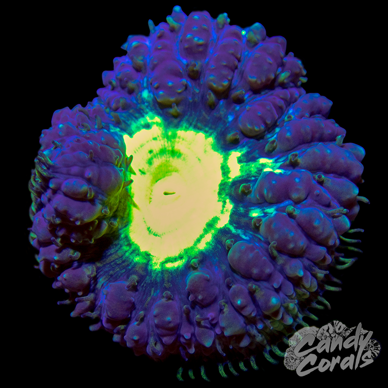 Purple Blastomussa Per Polyp