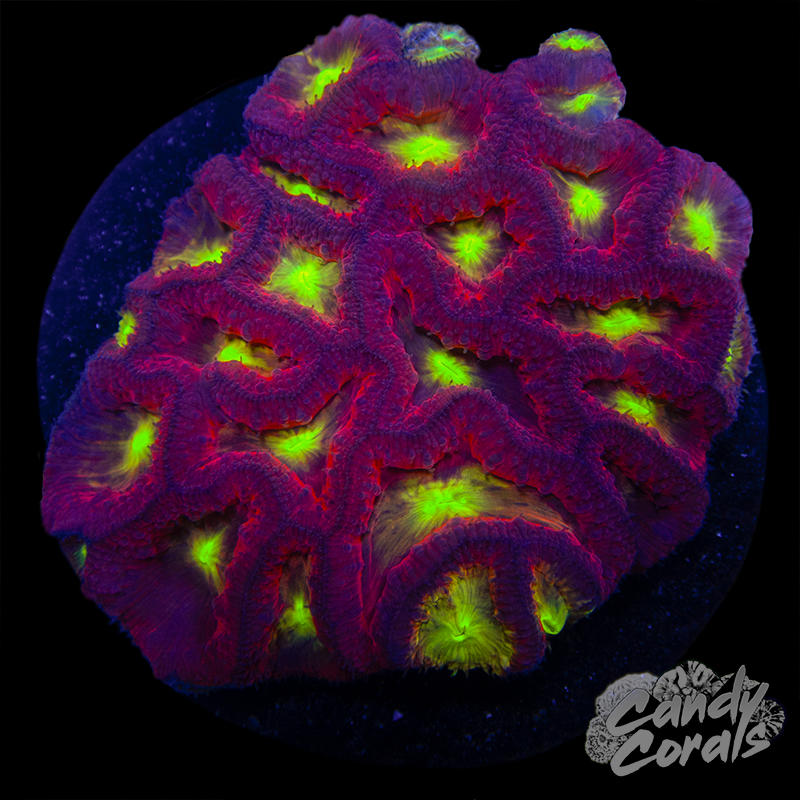 Blastomussa Colony WYSIWYG 9