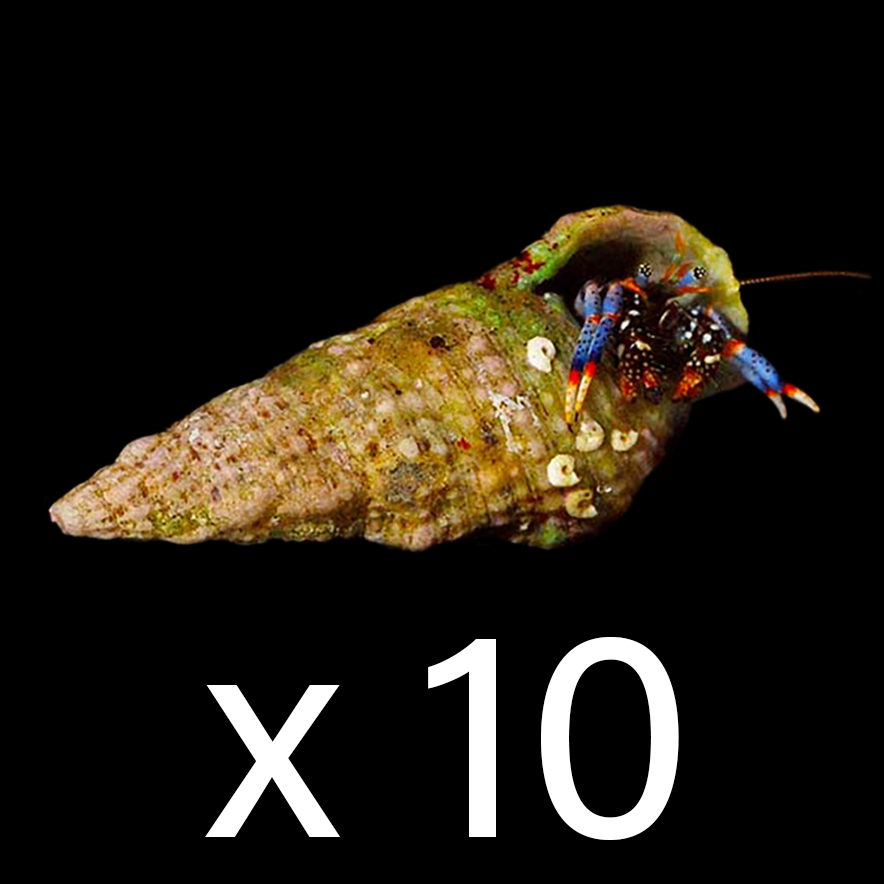 Dwarf Blue Leg Hermit Crab