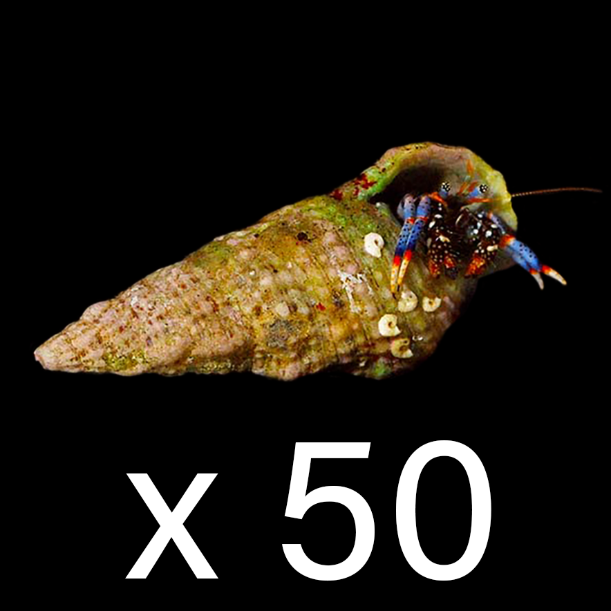 Dwarf Blue Leg Hermit Crab