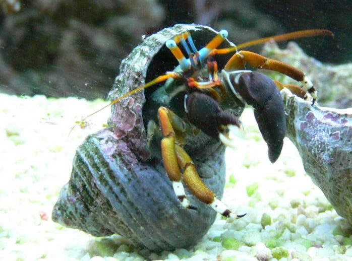 Blue Eyed Hermit Crab