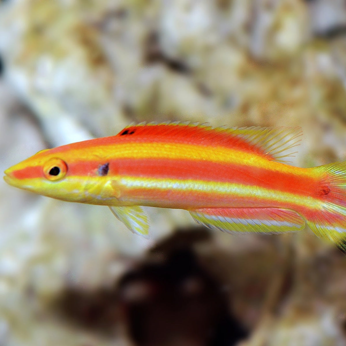 Lemon-striped Pygmy Hogfish