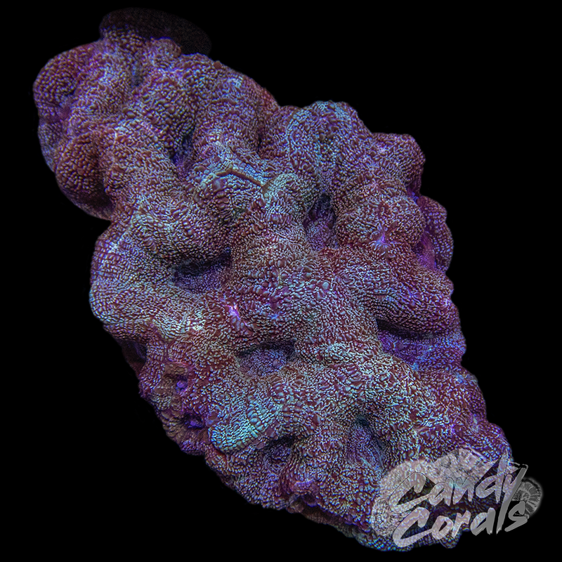 Ultra Acan Bowerbanki Colony 5