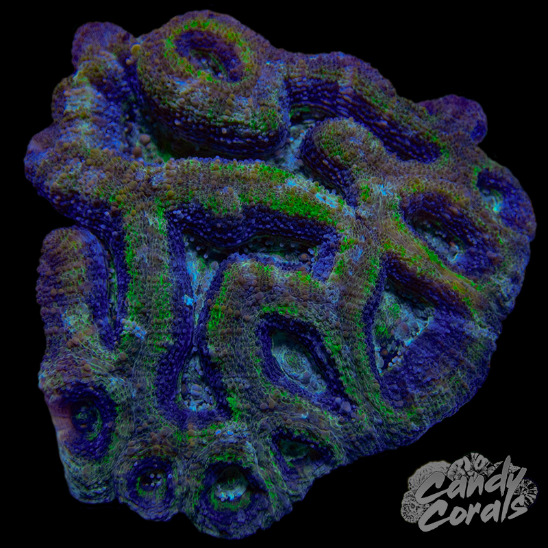 Small Green & Purple Bowerbanki Colony WYSIWYG 3