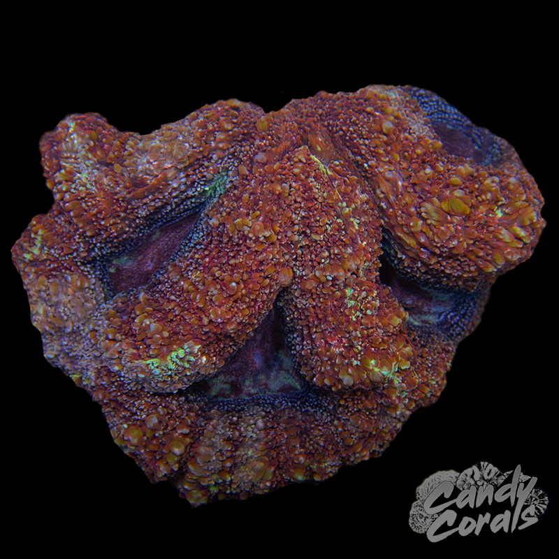 Ultra Acan Bowerbanki Colony 23