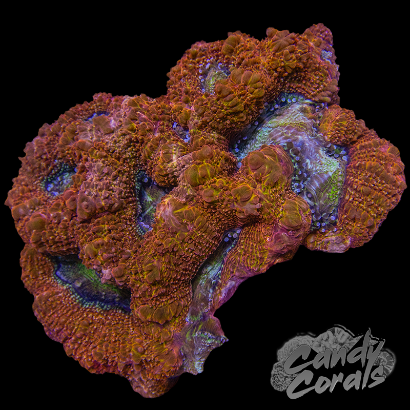 Ultra Acan Bowerbanki Colony 4