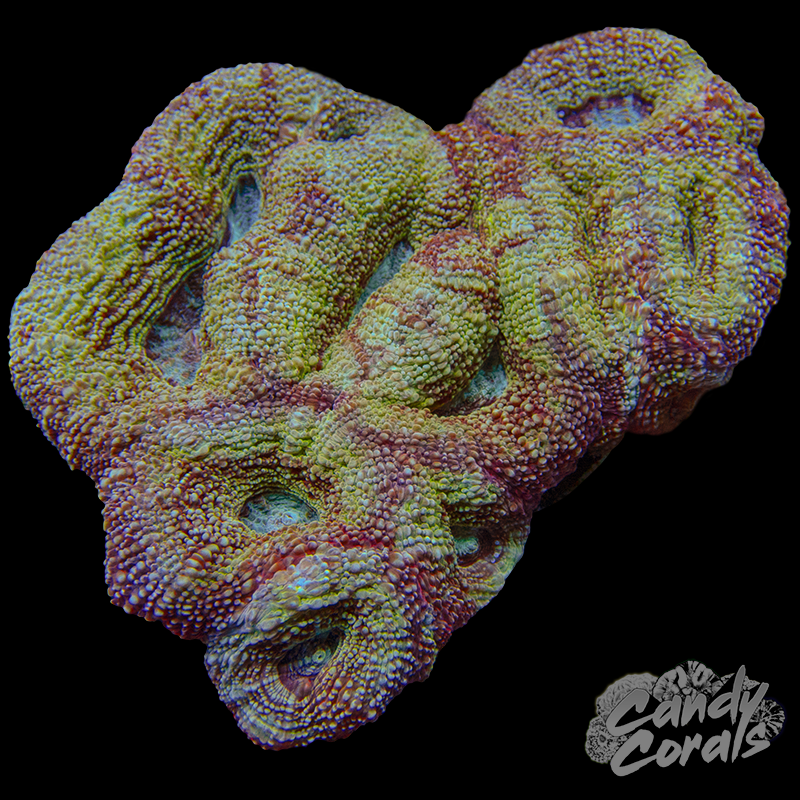 Ultra Acan Bowerbanki Colony 30