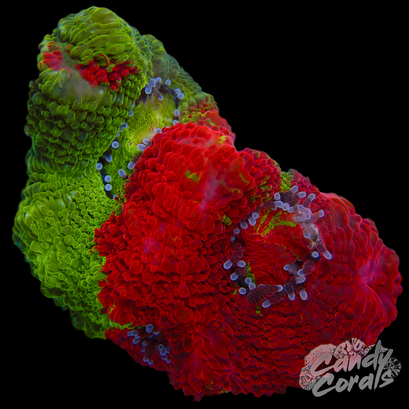 Bleeding Apple Acan Bowerbanki WYSIWYG 11