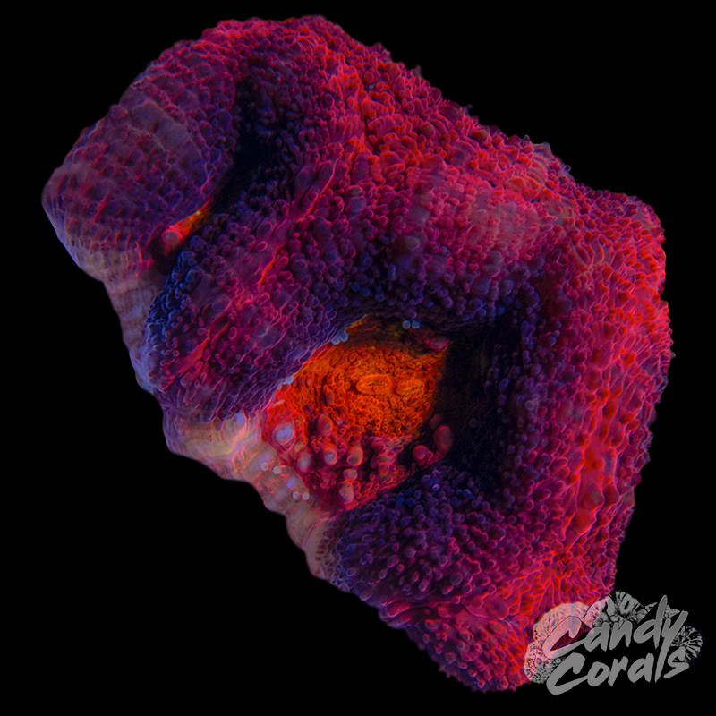 Ultra Acan Bowerbanki WYSIWYG 26