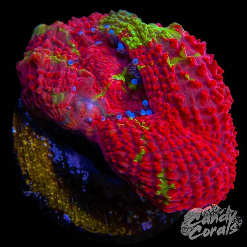 Bleeding Apple Acan Bowerbanki WYSIWYG 10