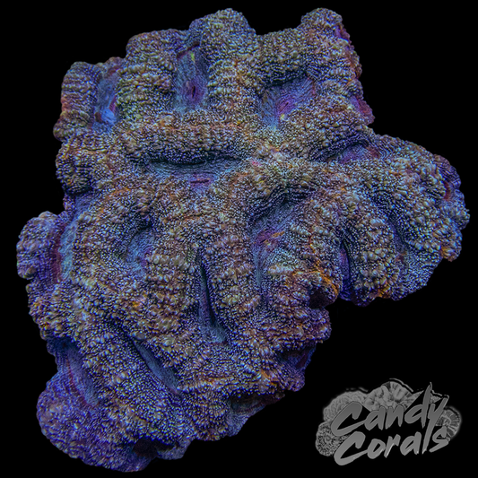 Ultra Acan Bowerbanki Colony 8