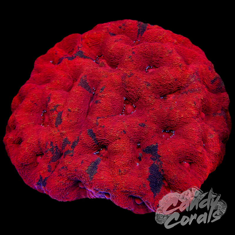 War Paint Ultra Acan Bowerbanki Colony