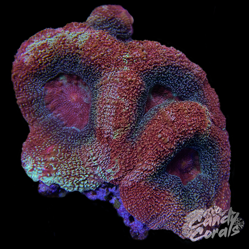 Ultra Acan Bowerbanki Colony 23