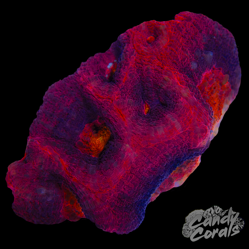 Ultra Acan Bowerbanki WYSIWYG 27