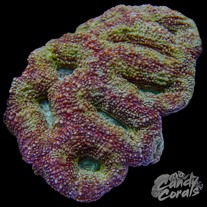 Ultra Acan Bowerbanki Colony 31