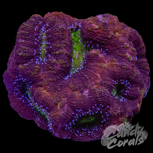 Ultra Acan Bowerbanki Colony 13