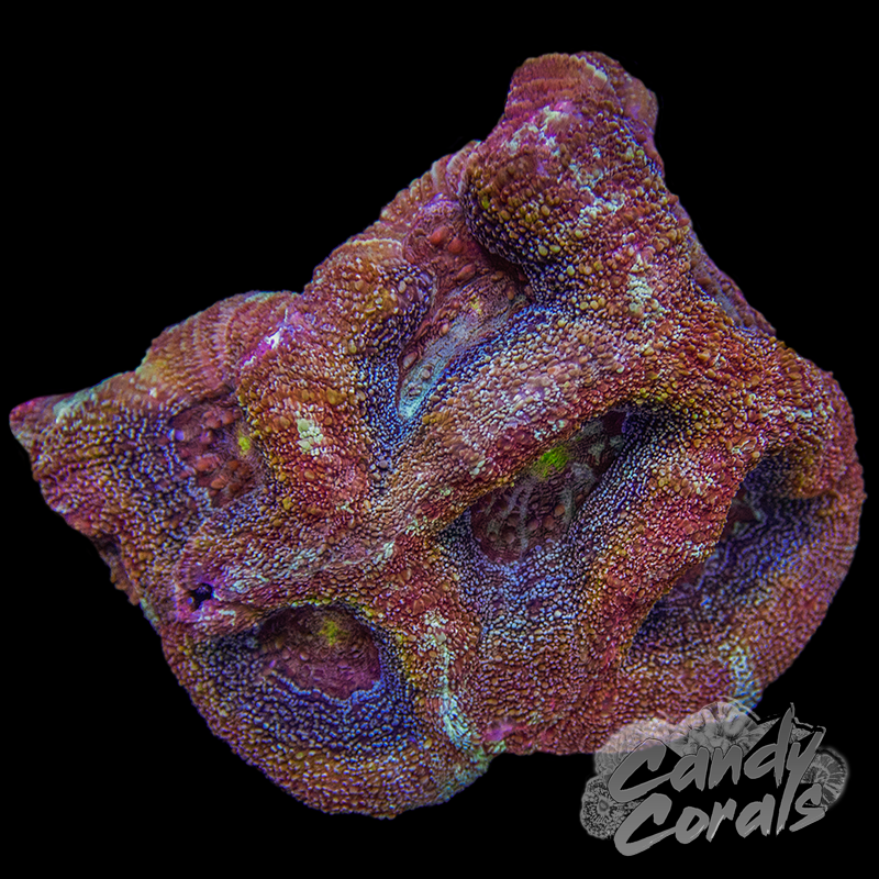 Ultra Acan Bowerbanki Colony 9