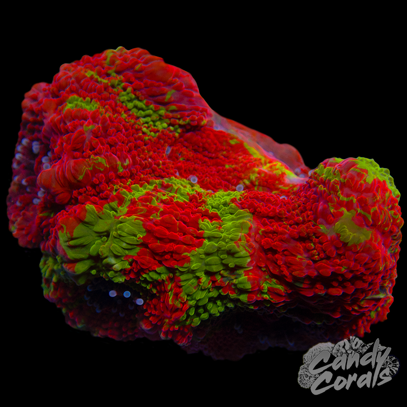 Bleeding Apple Acan Bowerbanki WYSIWYG 13