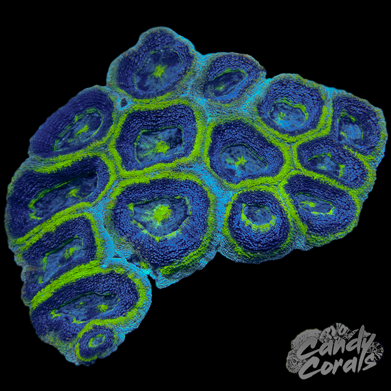 Green & Purple Bowerbanki Colony WYSIWYG 4