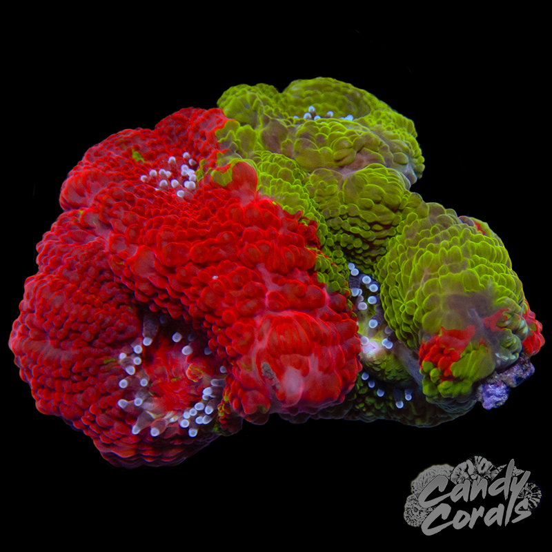 Bleeding Apple Acan Bowerbanki WYSIWYG 11