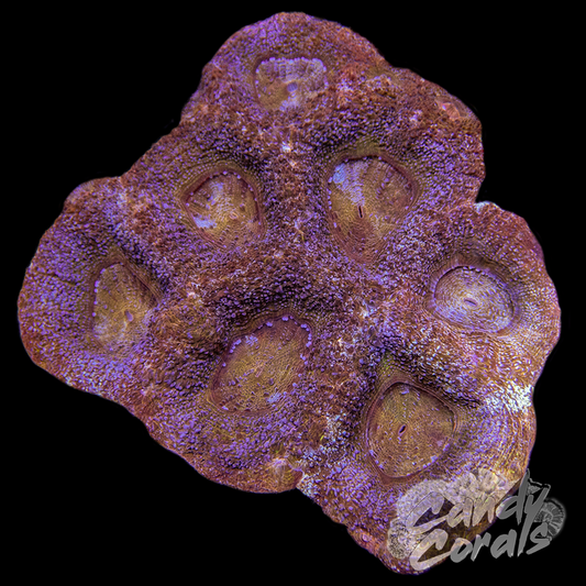 Ultra Acan Bowerbanki Colony 6