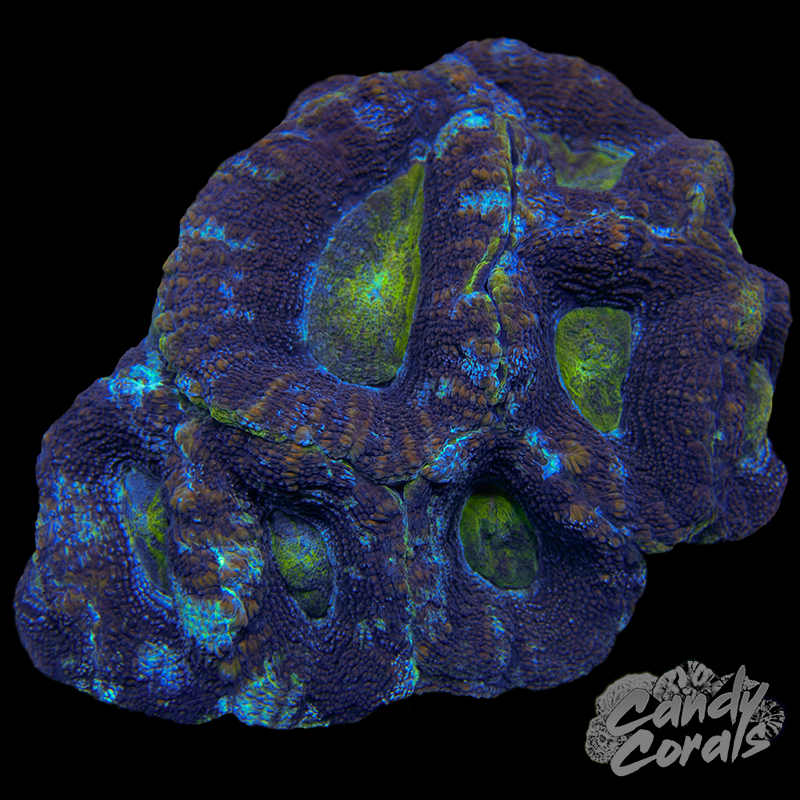 Ultra Acan Bowerbanki Colony 26