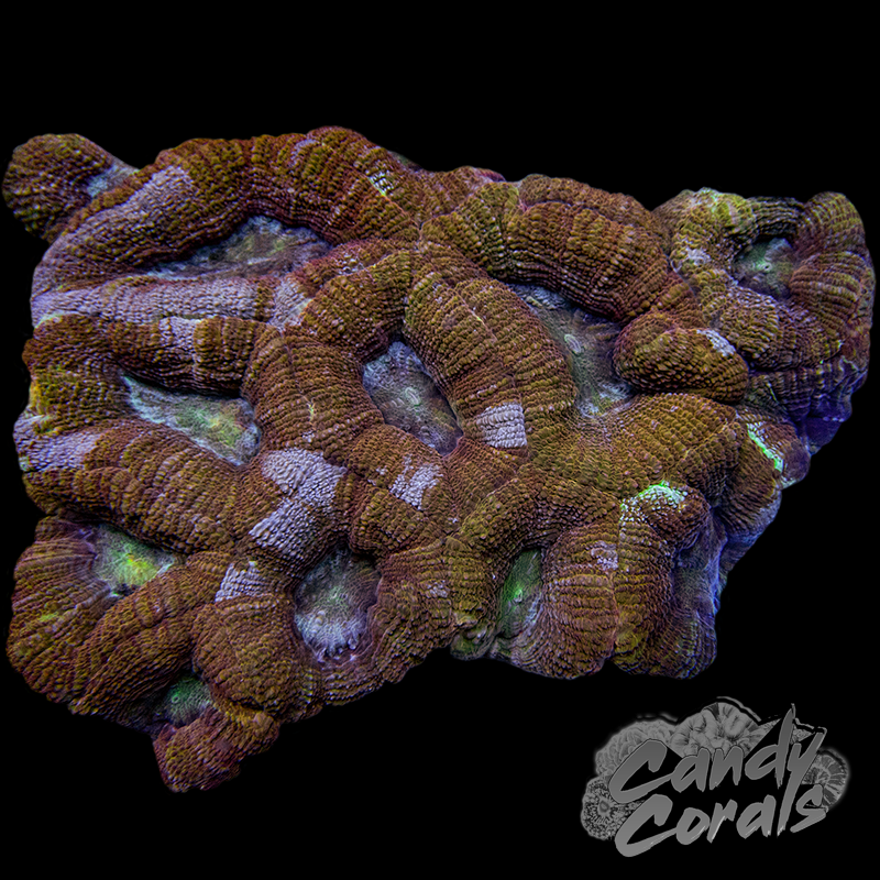 Ultra Acan Bowerbanki Colony 2