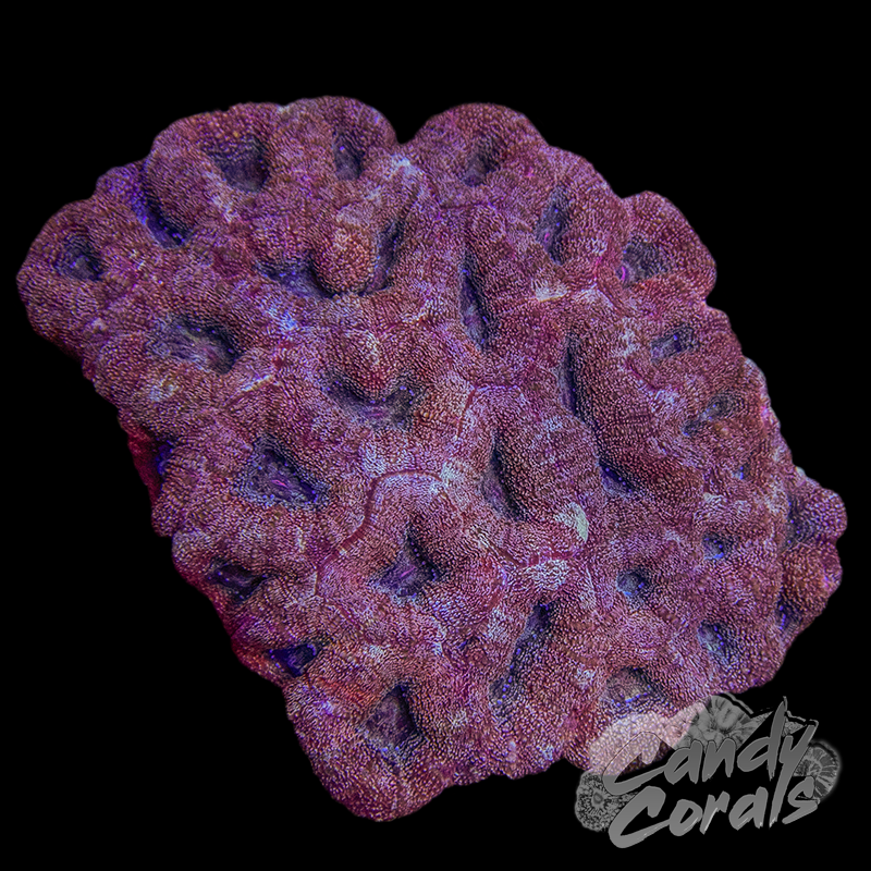 Pink Ultra Acan Bowerbanki Colony 3