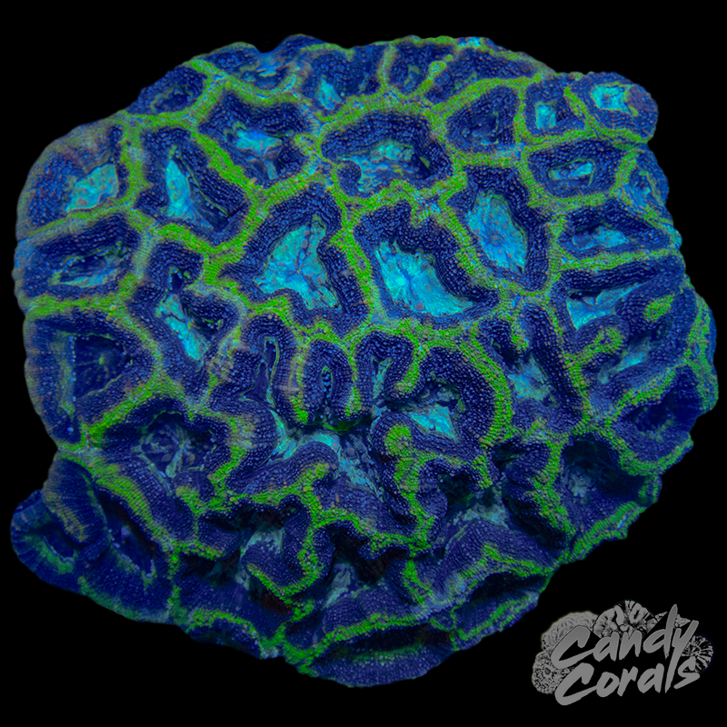 Mystic Sunset Montipora Frag M24 – Candy Corals