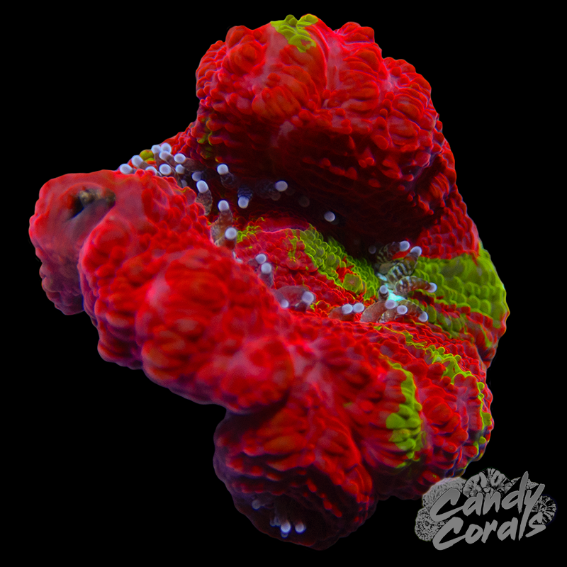 Bleeding Apple Acan Bowerbanki WYSIWYG 10
