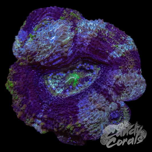 Frosty Purple and Green Acan Bowerbanki Frag