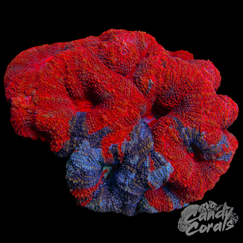 War Paint Ultra Acan Bowerbanki Colony 6