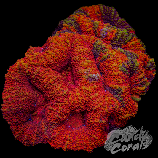 War Paint Ultra Acan Bowerbanki Colony 2