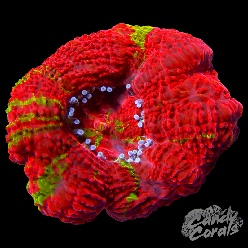 Bleeding Apple Acan Bowerbanki WYSIWYG 6