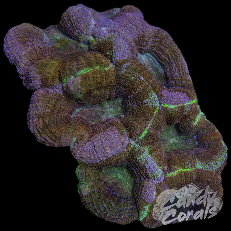 Ultra Acan Bowerbanki Colony 16