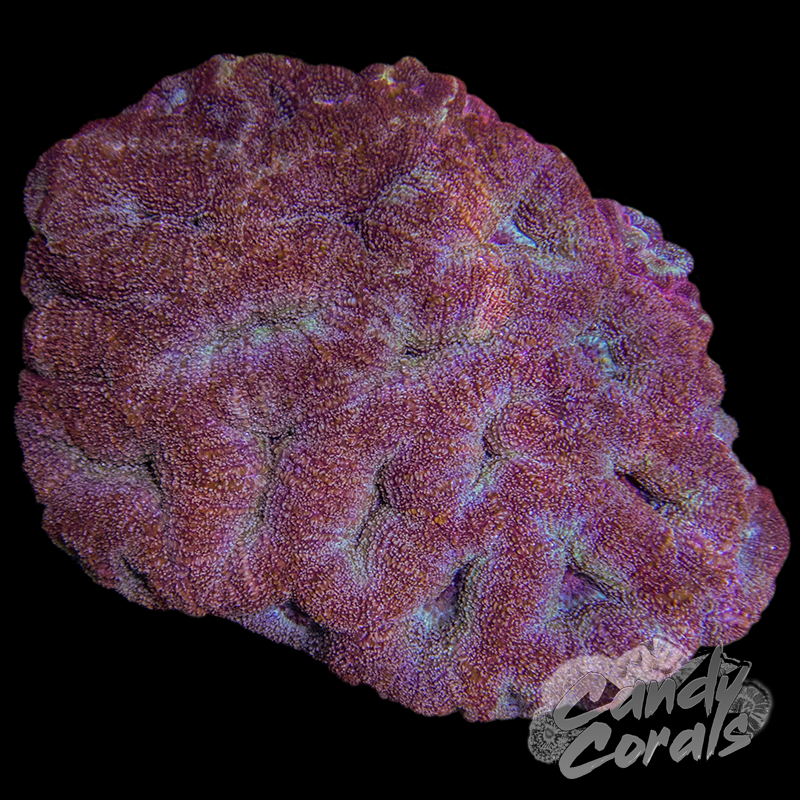 Ultra Acan Bowerbanki Colony 12