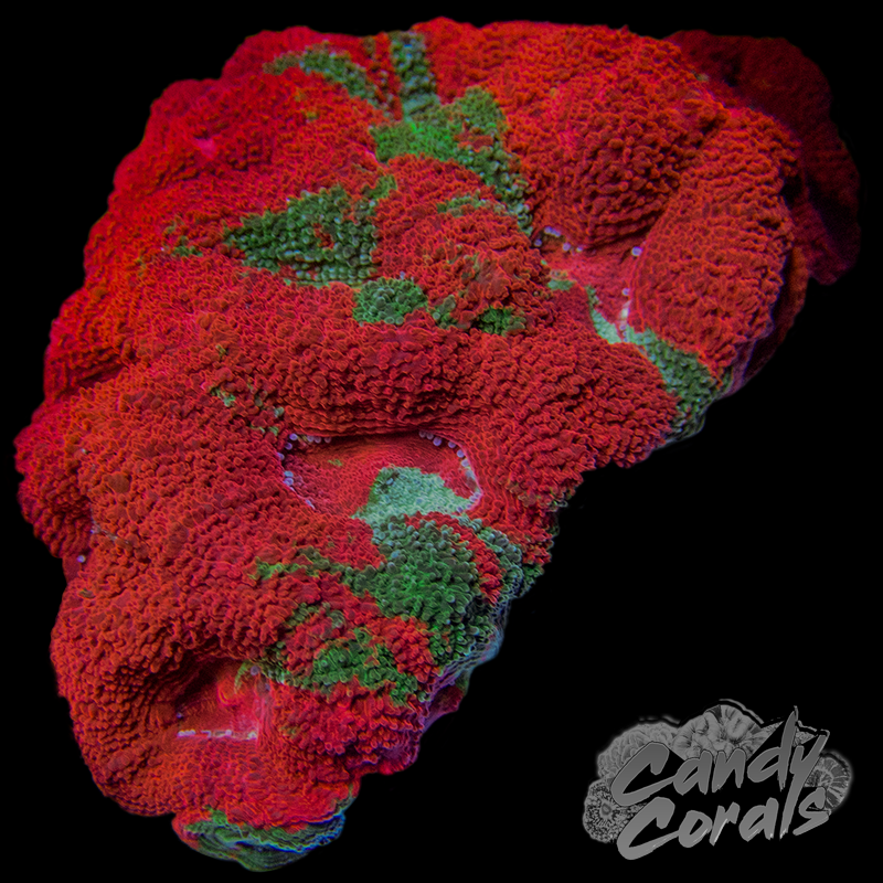 Bleeding Apple Acan Bowerbanki Colony WYSIWYG 4