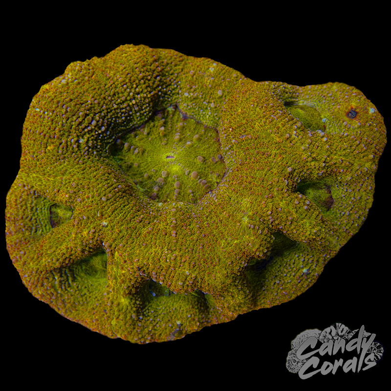 Ultra Acan Bowerbanki Colony 24