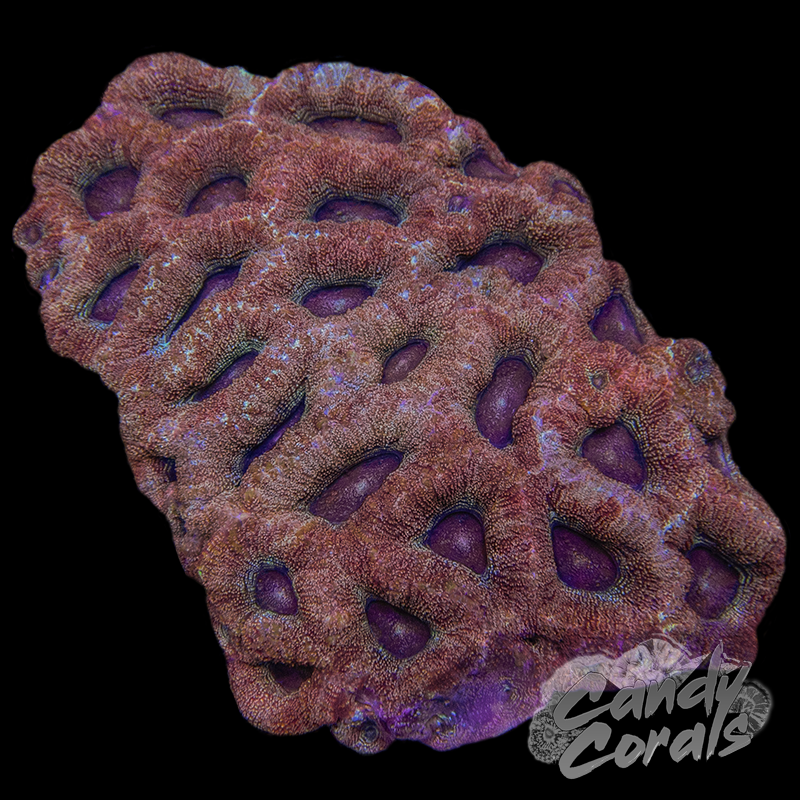 Ultra Acan Bowerbanki Colony 3