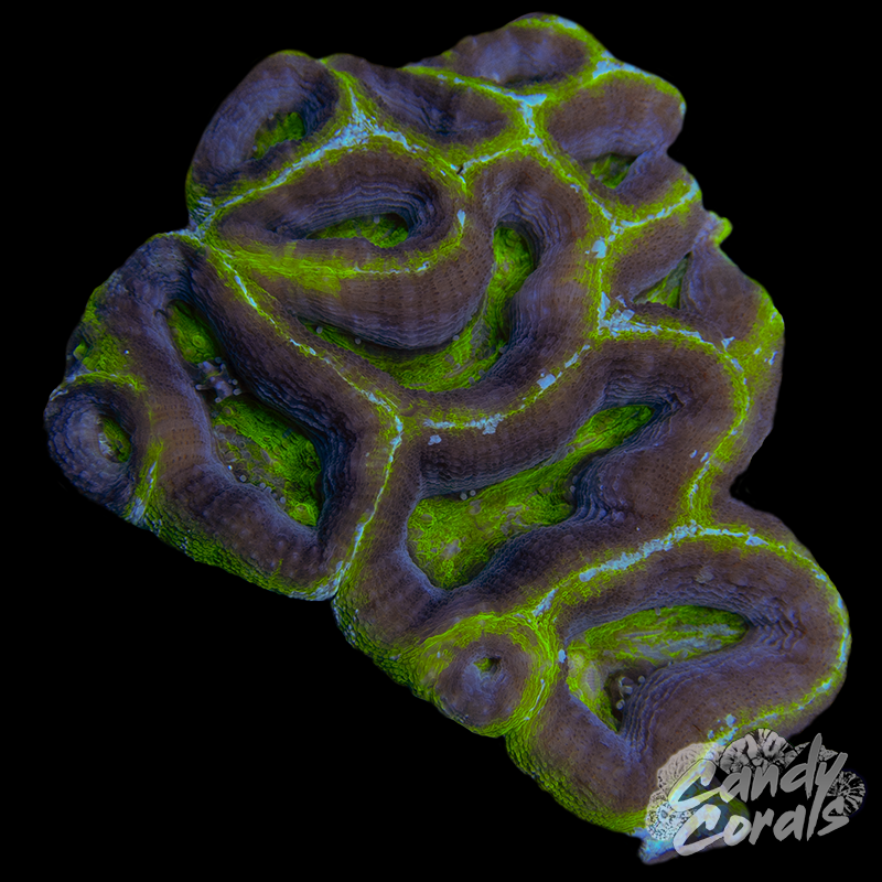 Ultra Acan Bowerbanki Colony 27