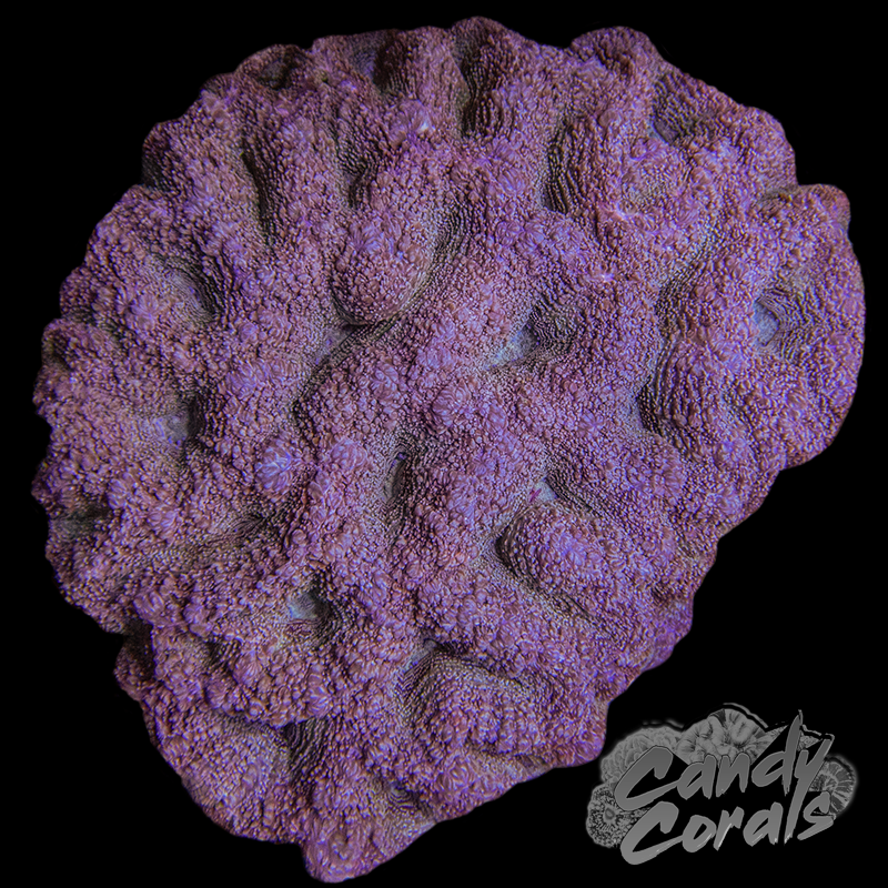 Pink Ultra Acan Bowerbanki Colony