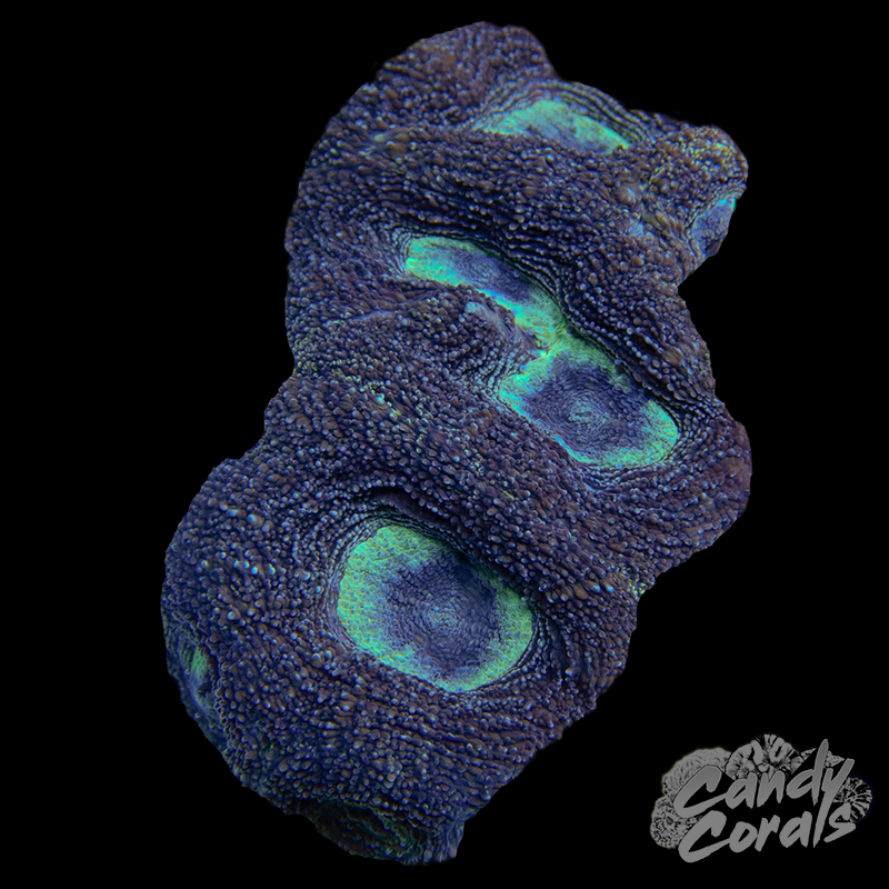 Ultra Acan Bowerbanki Colony 28
