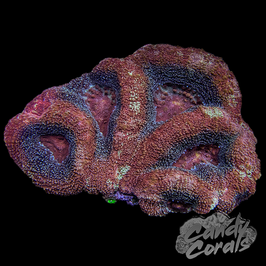 Ultra Acan Bowerbanki Colony 19